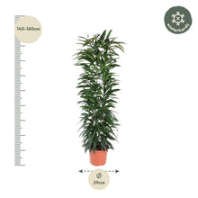 XL Kamerplant - Ficus Alii King - Zuilvorm - Pot Ø 29cm Hoogte ↕ 150cm