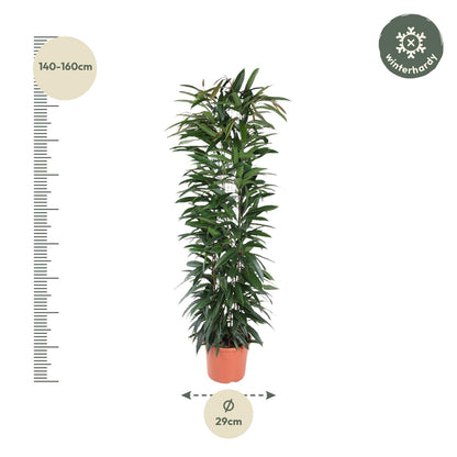 XL Kamerplant - Ficus Alii King - Zuilvorm - Pot Ø 29cm Hoogte ↕ 150cm