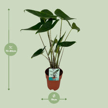 Kamerplant - Alocasia Zebrina - Pot Ø 19cm Hoogte ↕ 75cm