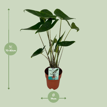 Kamerplant - Alocasia Zebrina - Pot Ø 19cm Hoogte ↕ 75cm