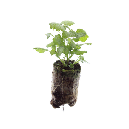 Buitenplant 6x Lamium - Dovenetel Pluggen - Bodembedekker