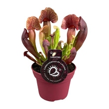 Kamerplant - Sarracenia Catesbaei - Pot Ø 12cm Hoogte ↕ 23cm