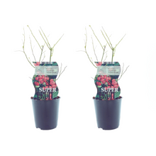 Buitenplant 2x Vaccinium Pink Marmelade (Roze bosbes) - Pot Ø 12cm Hoogte ↕ 30cm