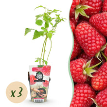 Buitenplant 3x Rubus idaeus 'Heritage' - Rode Framboos - Winterhard - Pot Ø 9cm
