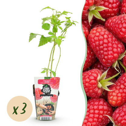 Buitenplant 3x Rubus idaeus 'Heritage' - Rode Framboos - Winterhard - Pot Ø 9cm
