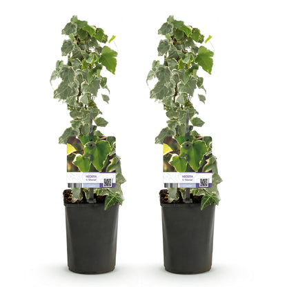 Buitenplant 2x Hedera helix - Klimplant - Groenblijvend - Pot Ø 11cm Hoogte ↕ 40cm