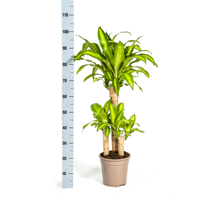 Kamerplant - Dracaena Fragrans Massangeana - Luchtzuiverend - Pot Ø 21cm Hoogte ↕ 90-110cm