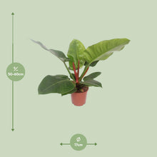 Kamerplant - Philodendron Imperial Green - Pot Ø 17cm Hoogte ↕ 60cm