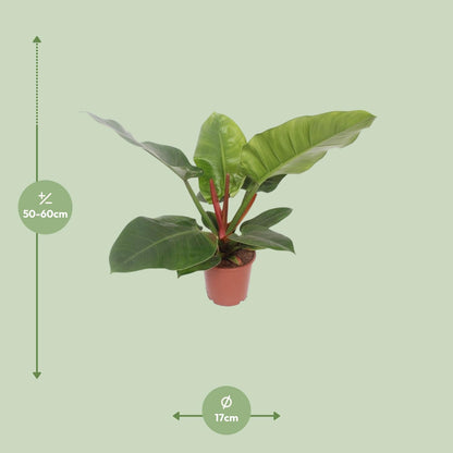 Kamerplant - Philodendron Imperial Green - Pot Ø 17cm Hoogte ↕ 60cm