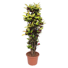 XL Kamerplant - Codiaeum Iceton (Croton Iceton) - Pot Ø 45cm Hoogte ↕ 190cm