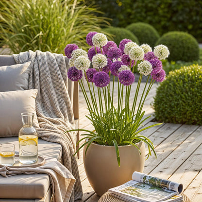 Buitenplant 15x Allium Purple White Mix - Bloeiend - Bolmaat 10/12