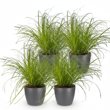 Kamerplant 4x Cyperus alternifolius Zumula - Kattengras - Pot Ø 12cm Hoogte ↕ 20cm