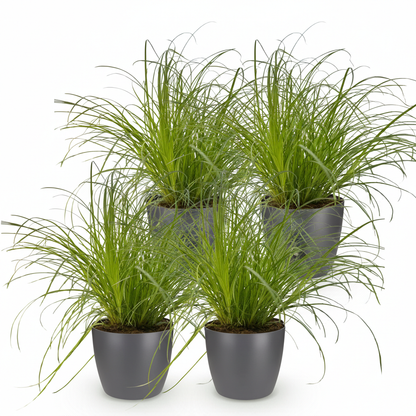 Kamerplant 4x Cyperus alternifolius Zumula - Kattengras - Pot Ø 12cm Hoogte ↕ 20cm