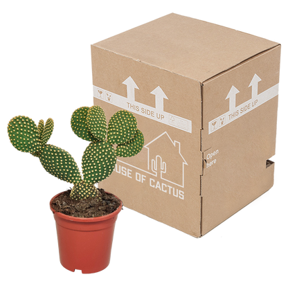 Kamerplant - Opuntia microdasys - Hoogte ↕ 17cm
