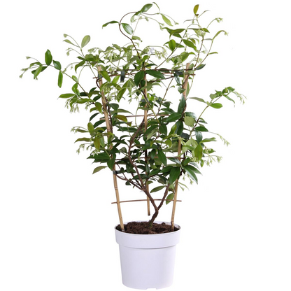 Buitenplant - Trachelospermum 'Star of Toscana' - Klimplant - Pot Ø 15cm Hoogte ↕ 65cm