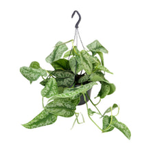 Kamerplant - Scindapsus Pictus Trebie - Pot Ø 15cm Hoogte ↕ 25cm