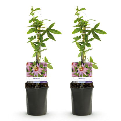 Buitenplant 2x Passiflora Anastasia - Bloeiend - Pot Ø 11cm Hoogte ↕ 40cm