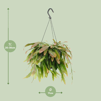 Kamerplant - Rhipsalis Red Coral - Pot Ø 17cm Hoogte ↕ 25cm