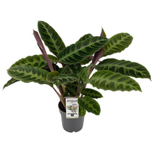 Kamerplant - Calathea Warscewiczii - Pot Ø 14cm Hoogte ↕ 50cm