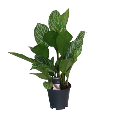 Kamerplant - Aglaonema Stripes - Pot Ø 17cm Hoogte ↕ 60cm