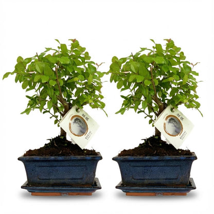 Kamerplant 2x Bonsai Bol Vorm Boom - Mix Keramiek - Hoogte ↕ 25-30cm