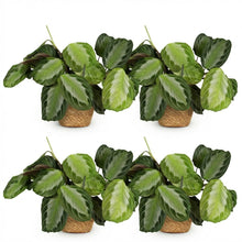 Kamerplant 4x Maranta Fascinator Silverband - Pot Ø 12cm Hoogte ↕ 25cm