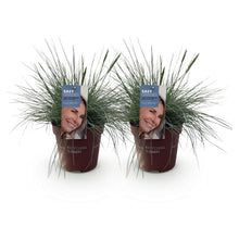 Buitenplant 2x Festuca glauca 'Intense Blue' - Bladhoudend - Pot Ø 17cm Hoogte ↕ 50cm