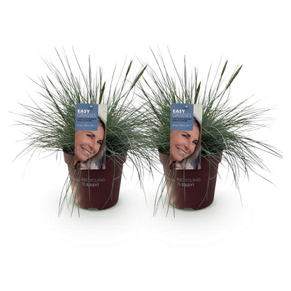 Buitenplant 2x Festuca glauca 'Intense Blue' - Bladhoudend - Pot Ø 17cm Hoogte ↕ 50cm