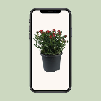 Buitenplant - Rosa Jewel Patio Hot - Bloeiend - Pot Ø 17cm Hoogte ↕ 30cm
