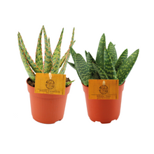 Kamerplant 2x Aloe Duo - 2 stuks - Pot Ø 10.5cm Hoogte ↕ 15cm
