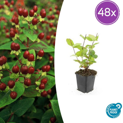 Buitenplant 48x Hypericum inodorum 'Beauty' - Bloeiend - Pot Ø 9cm Hoogte ↕ 10-25cm