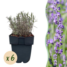 Buitenplant - Lavandula angustifolia Hidcote - Haagplant - Pot Ø 17cm Hoogte ↕ 30cm