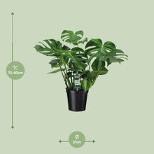 Kamerplant - Monstera Deliciosa - Pot Ø 21cm Hoogte ↕ 65cm