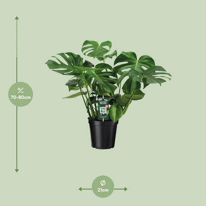 Kamerplant - Monstera Deliciosa - Hoogte ↕ 32-180cm