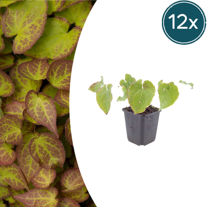 Buitenplant 12x Epimedium perralc. 'Frohnleiten' - Bloeiend - Pot Ø 9cm Hoogte ↕ 10-25cm
