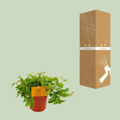 Kamerplant - Peperomia Ang. 'Rocca Vivace' - Pot Ø 11cm Hoogte ↕ 15cm