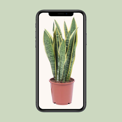 Kamerplant - Sansevieria Trifasciata Laurentii - Pot Ø 14cm Hoogte ↕ 40cm