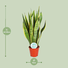 Kamerplant - Sansevieria Trifasciata Laurentii - Pot Ø 14cm Hoogte ↕ 50cm