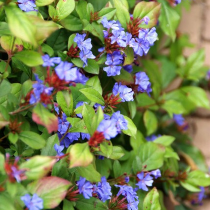 Buitenplant 6x Ceratostigma - Bloeiend - Stekpluggen