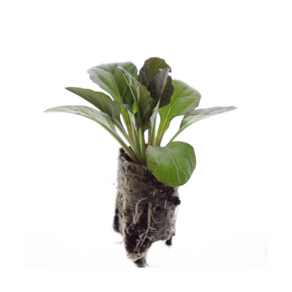 Buitenplant 6x Ajuga reptans - Bloeiend - Pot klein Hoogte ↕ variabel