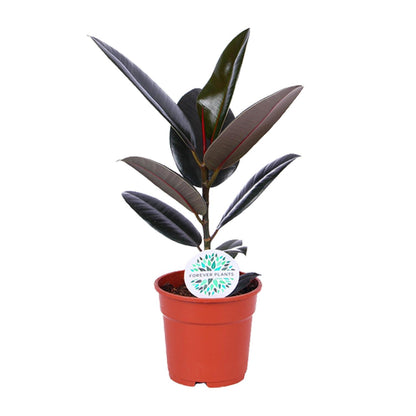 Kamerplant - Ficus Elastica Abidjan - Pot Ø 17cm Hoogte ↕ 55cm