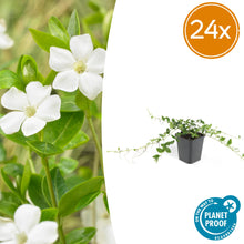 Buitenplant 24x Vinca minor 'Alba' - Bodembedekker - Pot Ø 9cm Hoogte ↕ 10-25cm