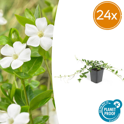 Buitenplant 24x Vinca minor 'Alba' - Bodembedekker - Pot Ø 9cm Hoogte ↕ 10-25cm