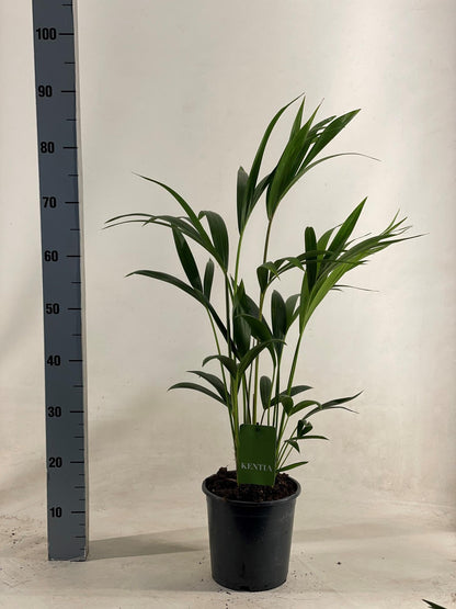 Kamerplant - Howea Forsteriana - Pot Ø 19cm Hoogte ↕ 90cm