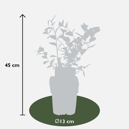 Buitenplant 5x Vaccinium corymbosum 'Reka' - Bloeiend - Pot Ø 13cm Hoogte ↕ 45cm