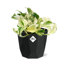 Kamerplant - Epipremnum Pinnatum 'Happy Leaf' - Hangplant - Pot Ø 14cm