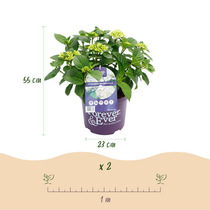 Buitenplant - Hydrangea Forever & Ever Wit - Bloeiend - Pot Ø 23cm Hoogte ↕ 55cm