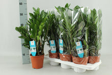Kamerplant - Zamioculcas Zamiifolia - Pot Ø 14cm Hoogte ↕ 55cm
