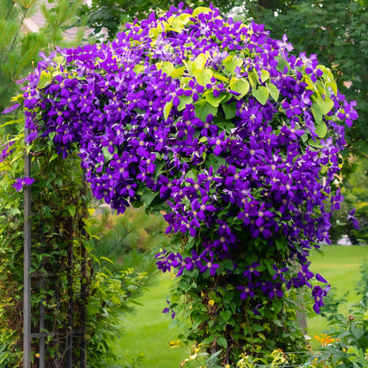 Buitenplant - Clematis Jackmanii - Klimplant - Pot Ø 11cm Hoogte ↕ 40cm