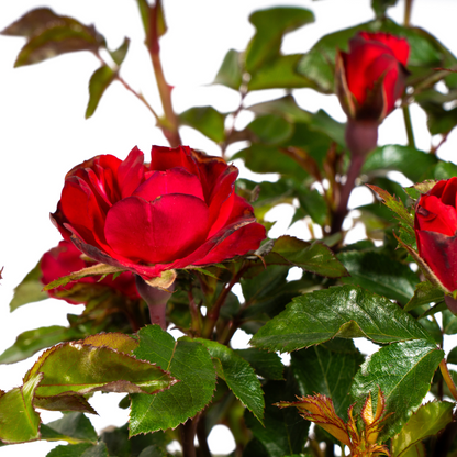 Buitenplant - Rosa Zepeti - Bloeiend - Pot Ø 19cm Hoogte ↕ 35-40cm